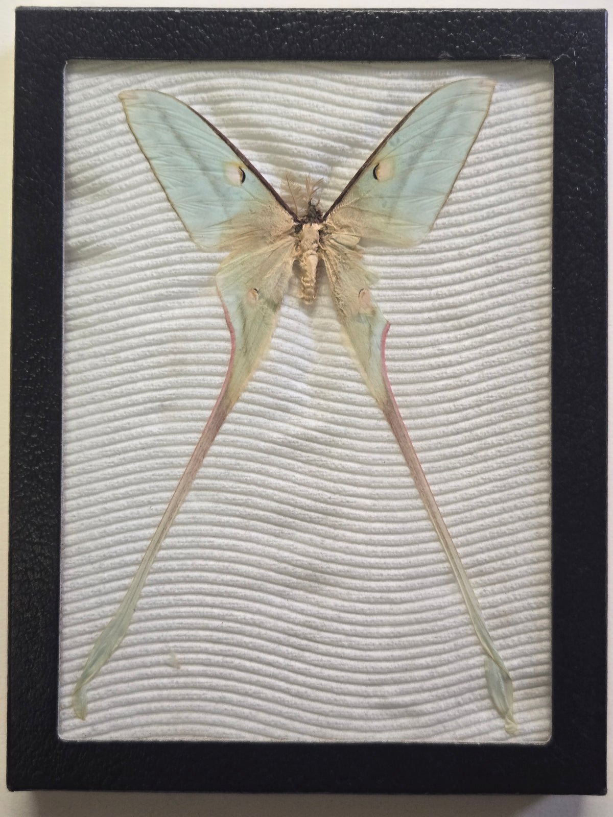 Framed Actias species, Unidentified Moon Moth