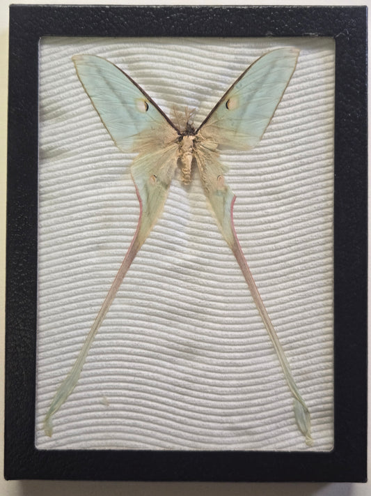 Framed Actias species, Unidentified Moon Moth