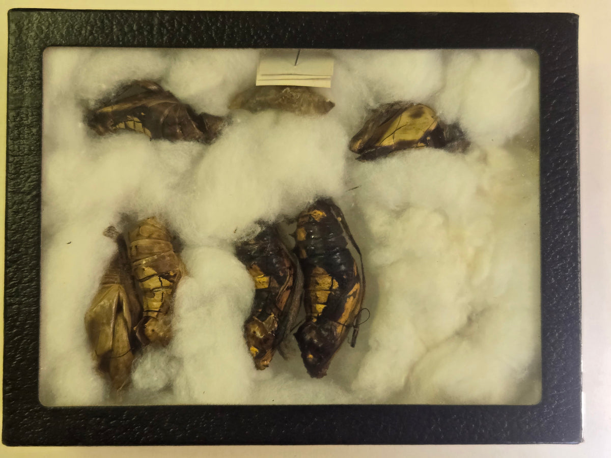 Riker Framed Ornithoptera chrysalis (Preserved)