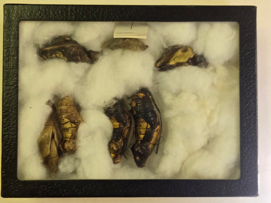 Riker Framed Ornithoptera chrysalis (Preserved)