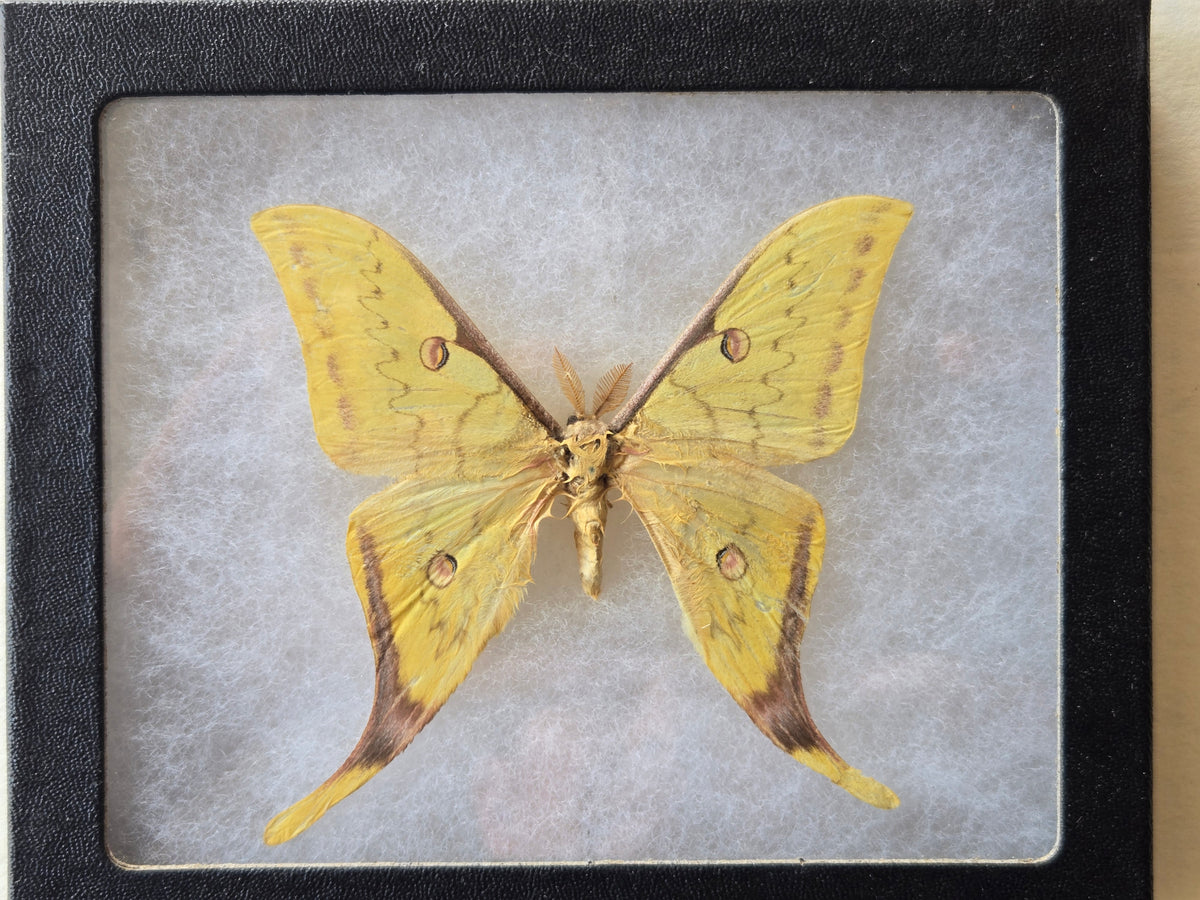 Framed Actias sinensis, Golden Moon Moth