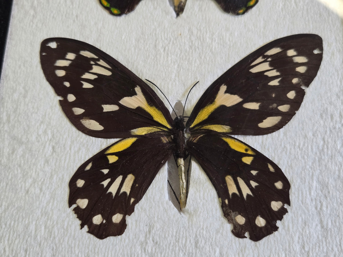 Ornithoptera victoriae reginae PAIR, Birdwings- Solomon Is. 1968
