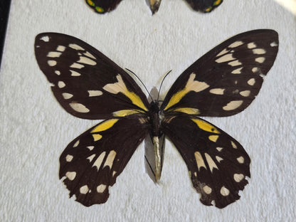 Ornithoptera victoriae reginae PAIR, Birdwings- Solomon Is. 1968