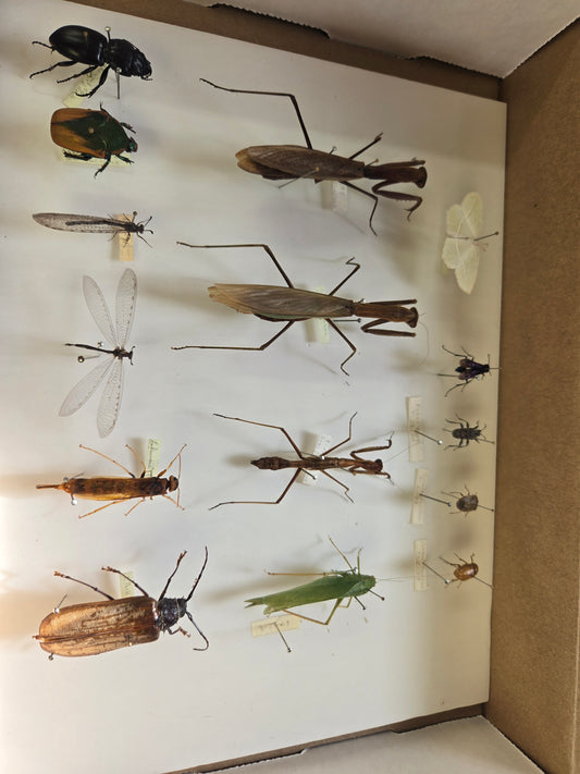 Box of Bugs! Lot 310