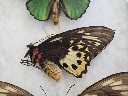 Ornithoptera priamus poseidon Set of 3 Birdwings