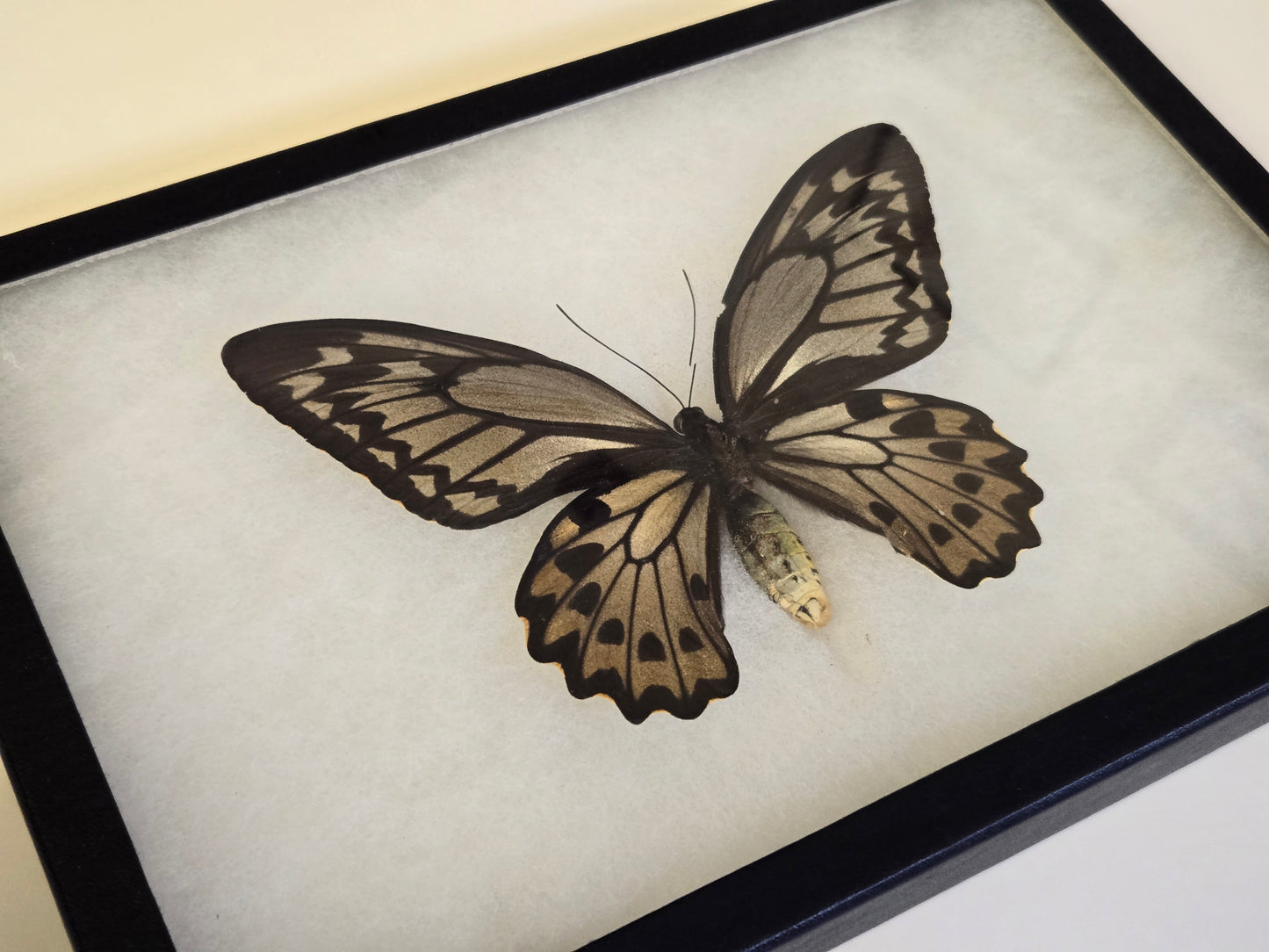 RARE Framed Ornithoptera croesus lydius Birdwing Butterfly (Wallace Golden Birdwing) Female