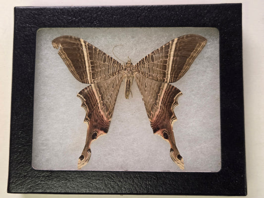 Framed RARE! Sematura luna, Swallowtail Moth