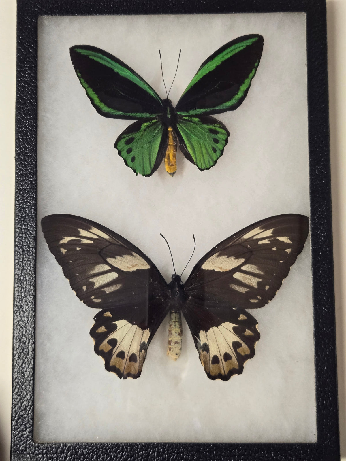 Ornithoptera priamus hecuba, Birdwing PAIR- Kai Island, 1999