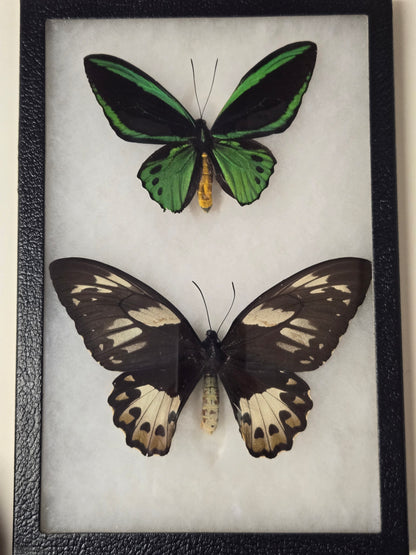 Ornithoptera priamus hecuba, Birdwing PAIR- Kai Island, 1999