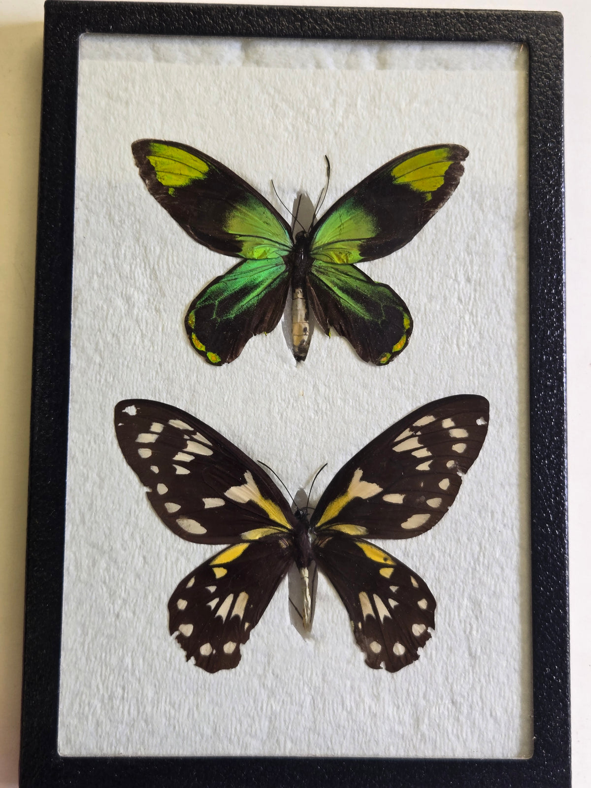 Ornithoptera victoriae reginae PAIR, Birdwings- Solomon Is. 1968