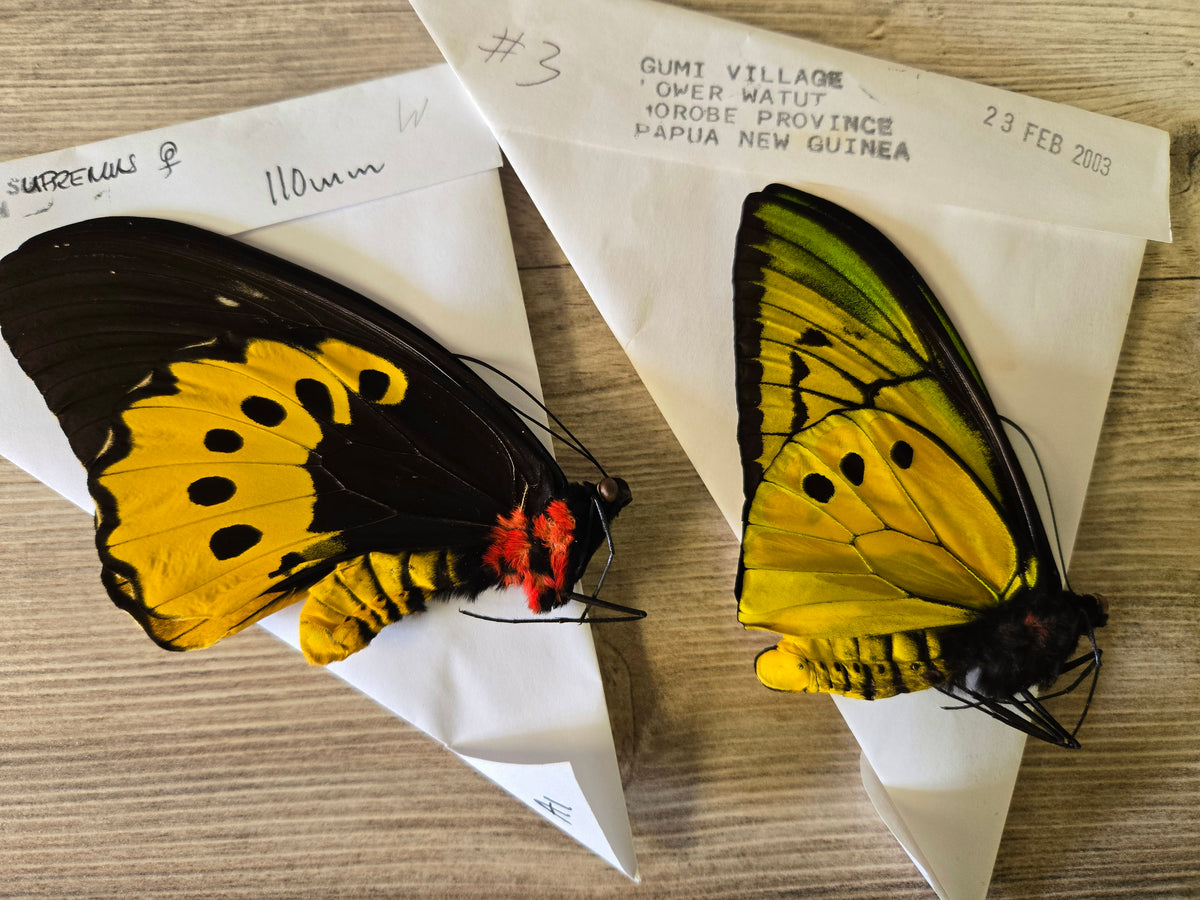 Goliath Birdwing Butterfly, 'Ornithoptera goliath supremus' PAIR