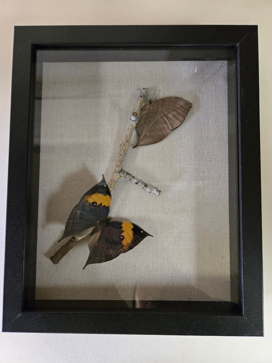 Shadowbox Framed Dead Leaf Butterflies, 11"x9" Two Butterflies. Kallima inachus