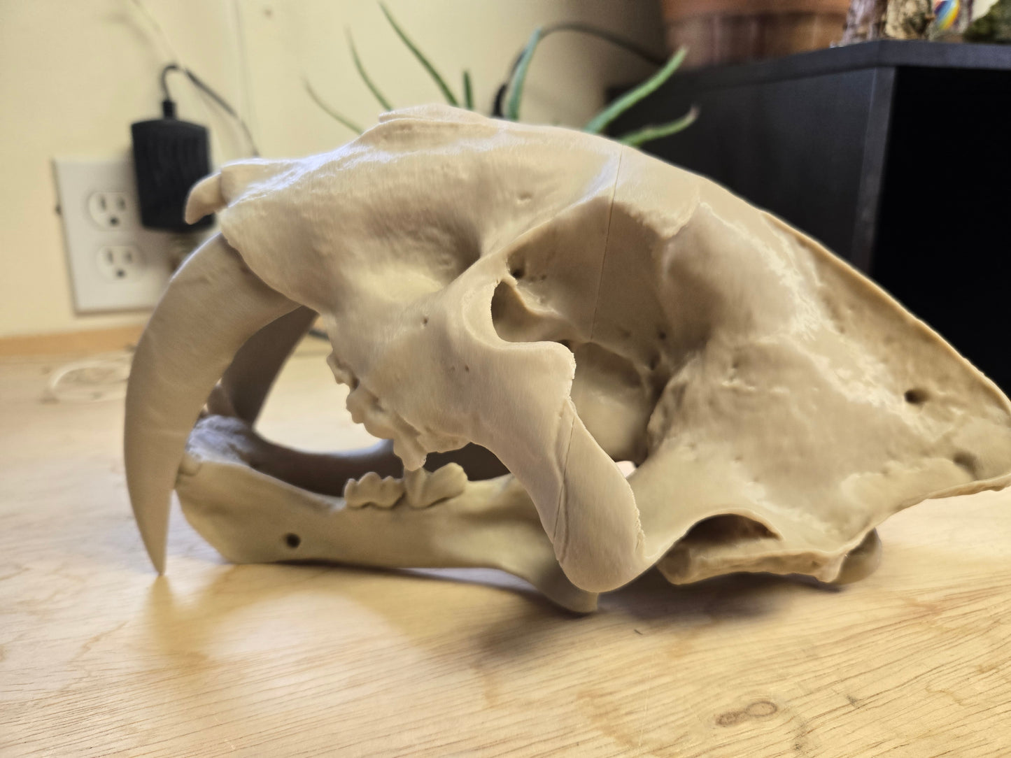 Sabertooth Tiger Skull Misprint