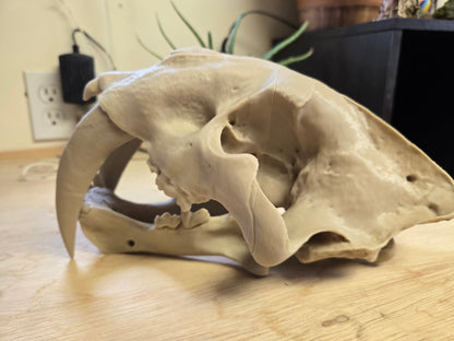 Sabertooth Tiger Skull Misprint