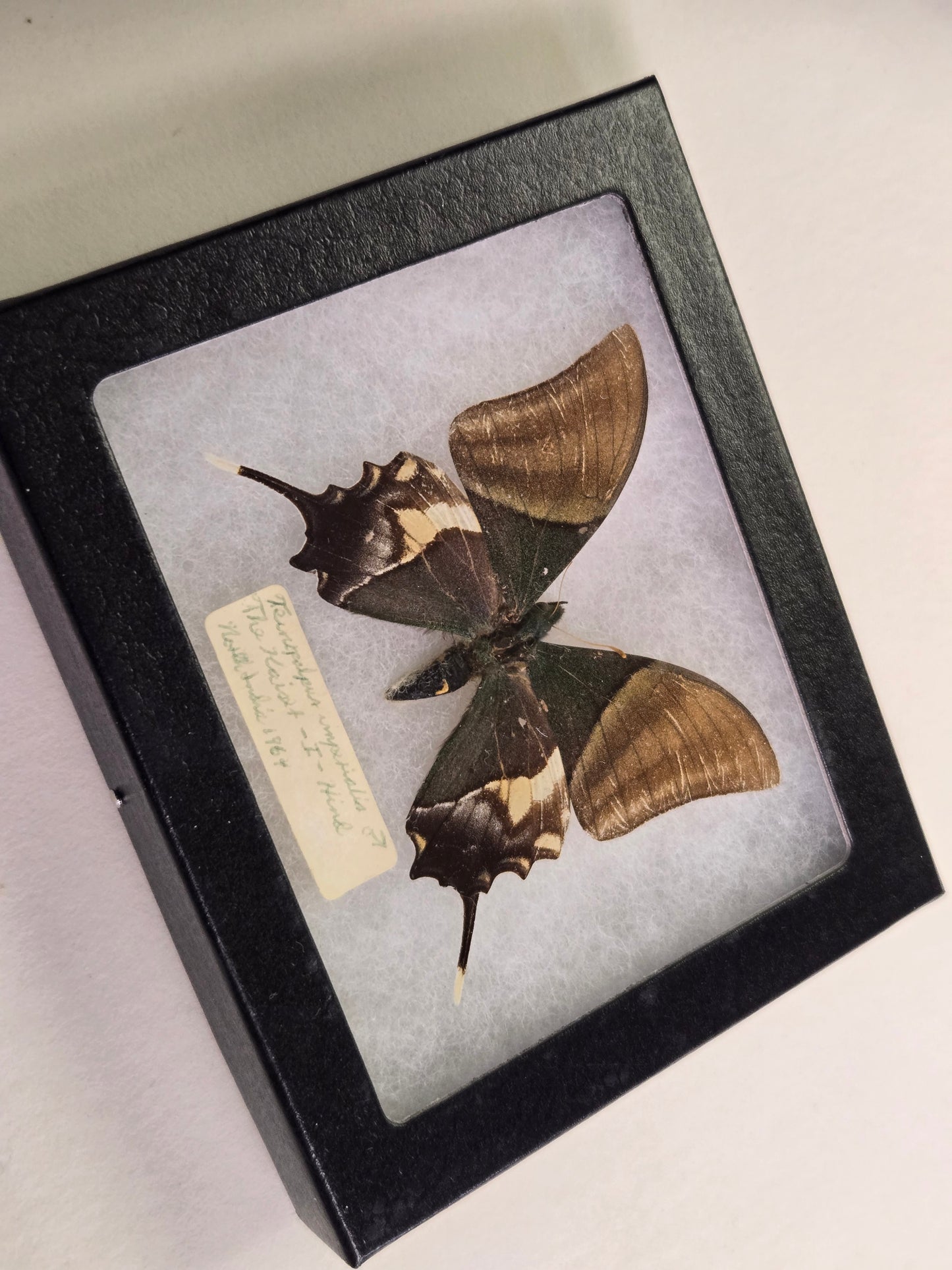 EXTREMELY RARE! Teinopalpus imperialis, the Kaiser-i-Hind, India 1964