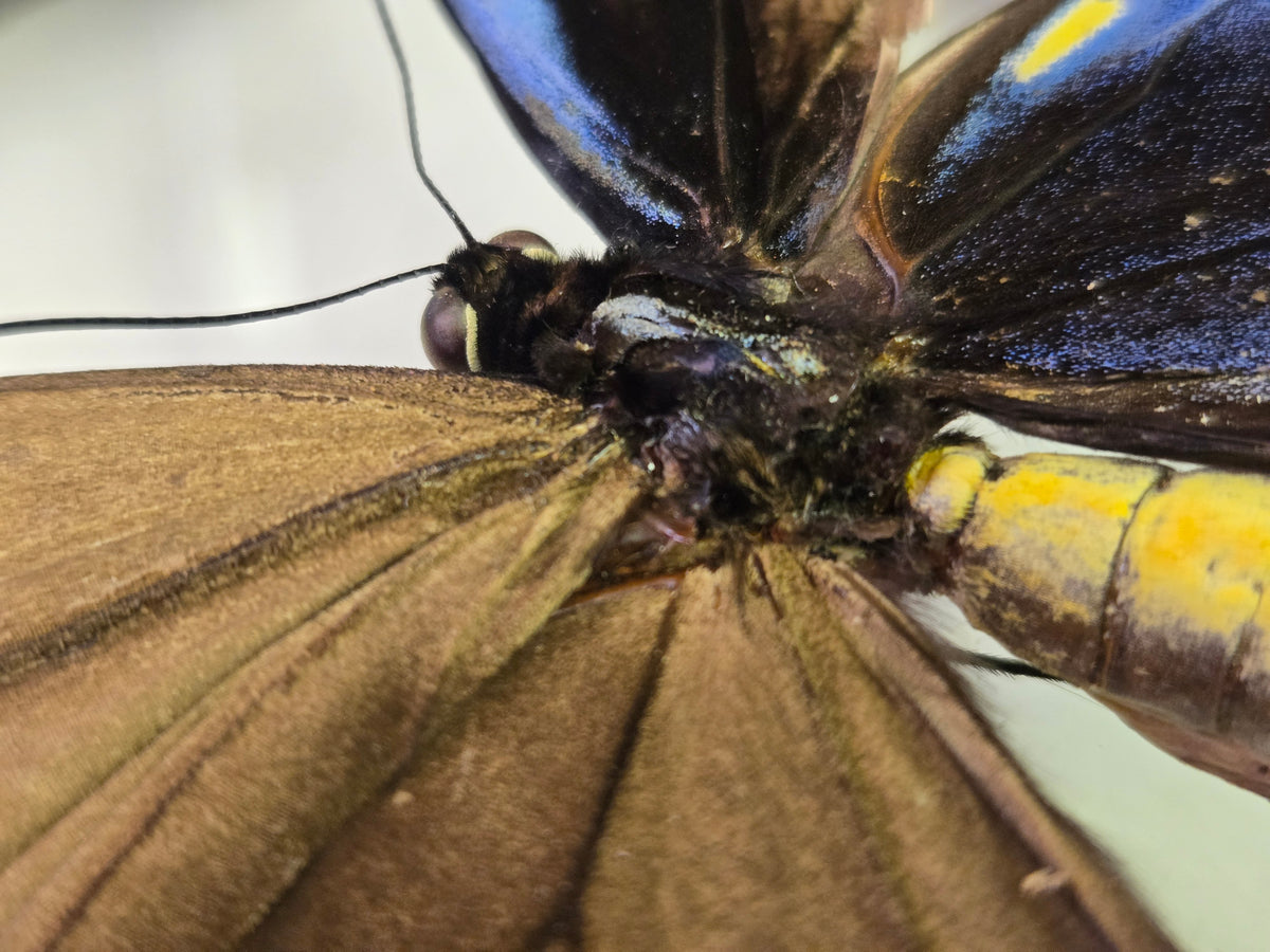Ornithoptera p. urvillianus Gynandromorph WORLD RARITY!