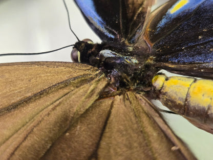 Ornithoptera p. urvillianus Gynandromorph WORLD RARITY!