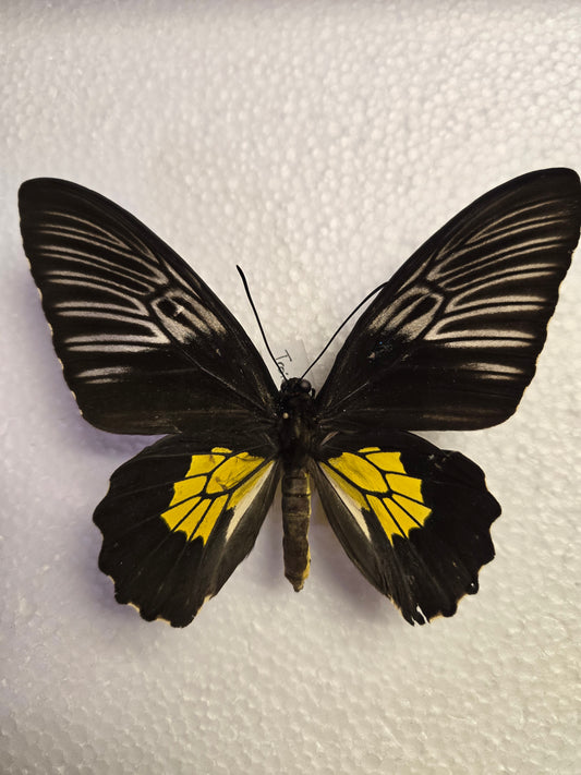 Spread Troides rhadama birdwing butterfly, Lot 324