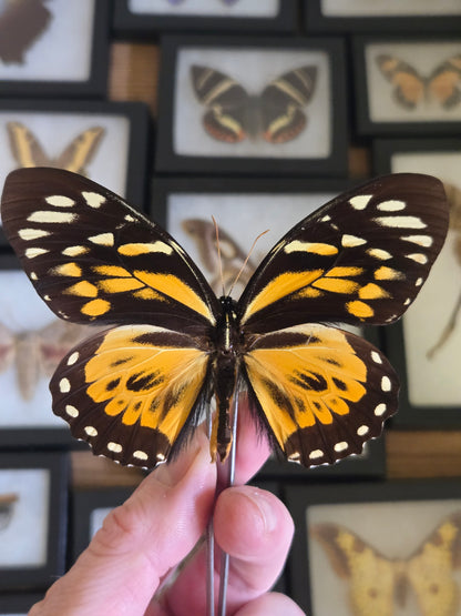 Papilio zagreus, 'Giant Orange Tiger'