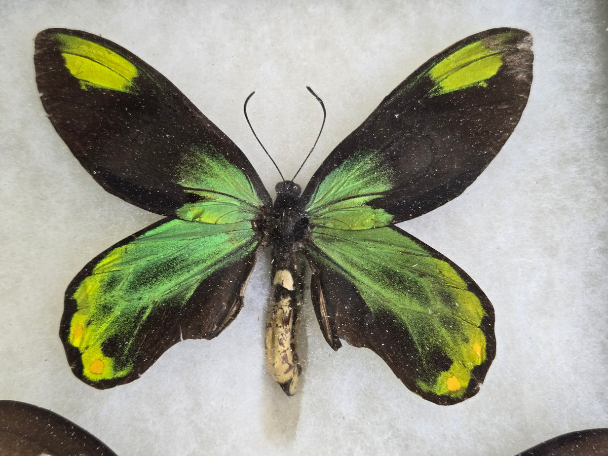 Ornithoptera victoriae isabellae PAIR, Birdwings- Historical Significance