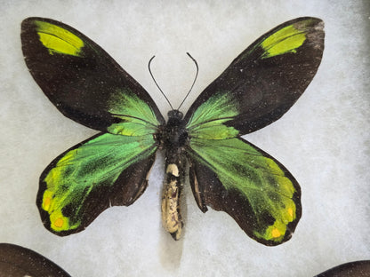 Ornithoptera victoriae isabellae PAIR, Birdwings- Historical Significance