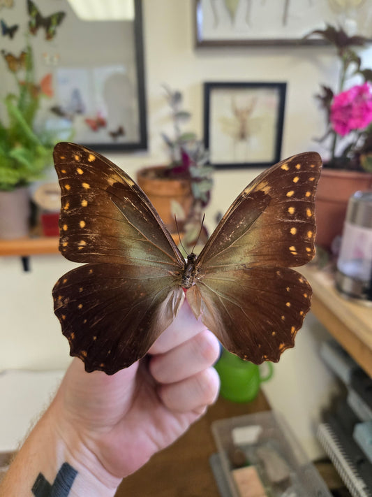 Morpho hercules, Spread  LOT 445