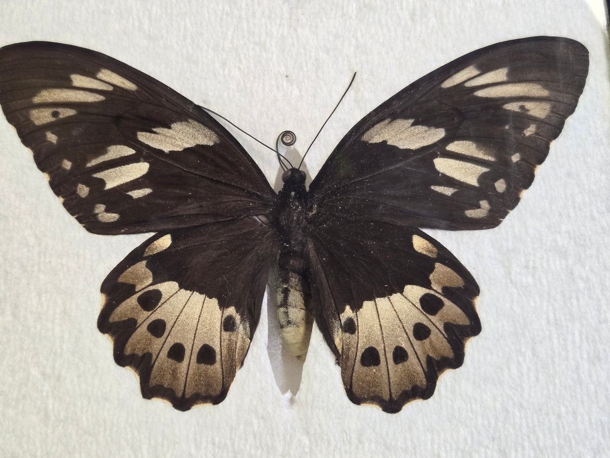 Ornithoptera priamus admiralitatis, RARE Birdwing PAIR- Admiralty Islands