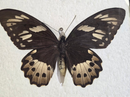 Ornithoptera priamus admiralitatis, RARE Birdwing PAIR- Admiralty Islands
