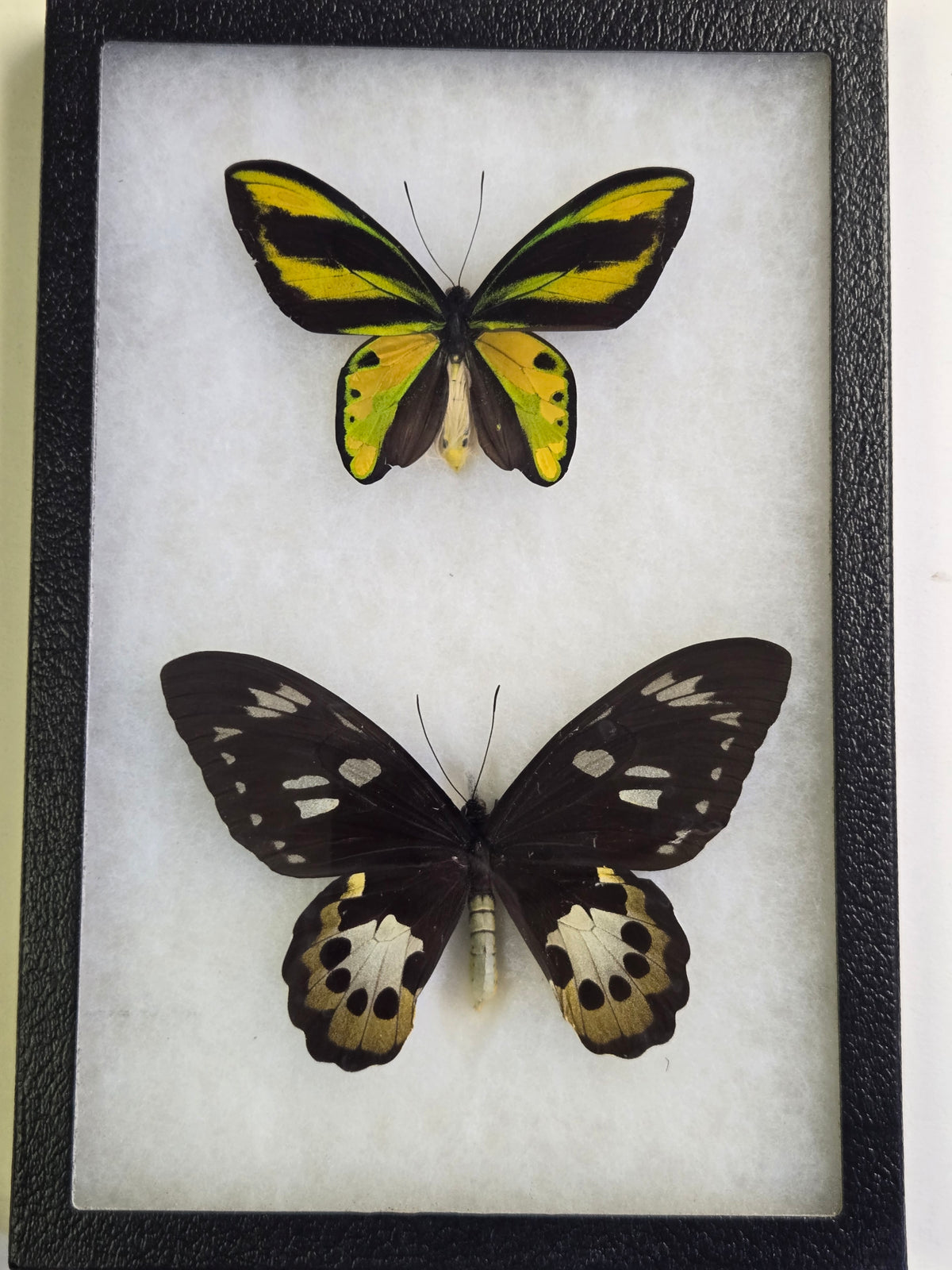 Ornithoptera tithonus misresiana, Tithonus Birdwing PAIR