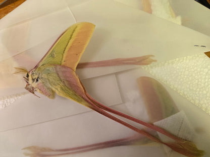 Actias dubernardi, Moon Moth, unspread