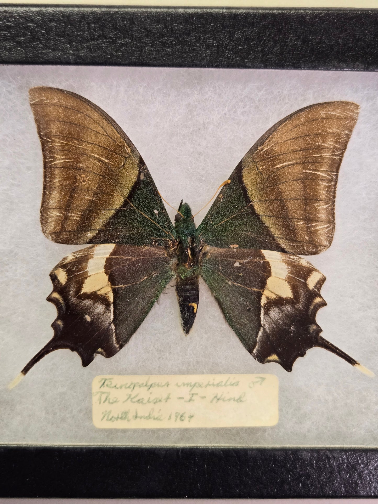 EXTREMELY RARE! Teinopalpus imperialis, the Kaiser-i-Hind, India 1964