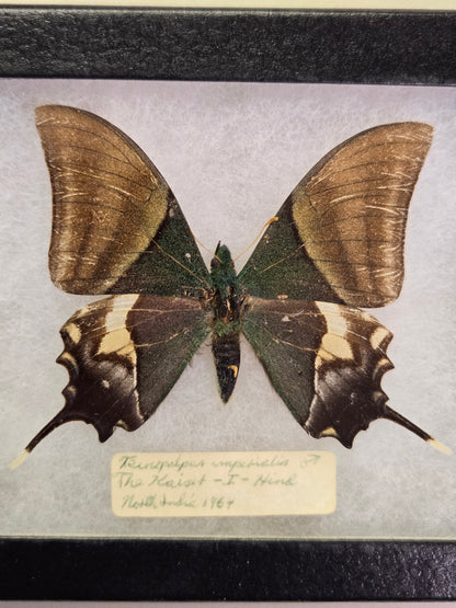 EXTREMELY RARE! Teinopalpus imperialis, the Kaiser-i-Hind, India 1964