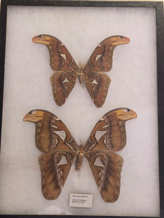 Framed Attacus spp, Atlas Moth PAIR