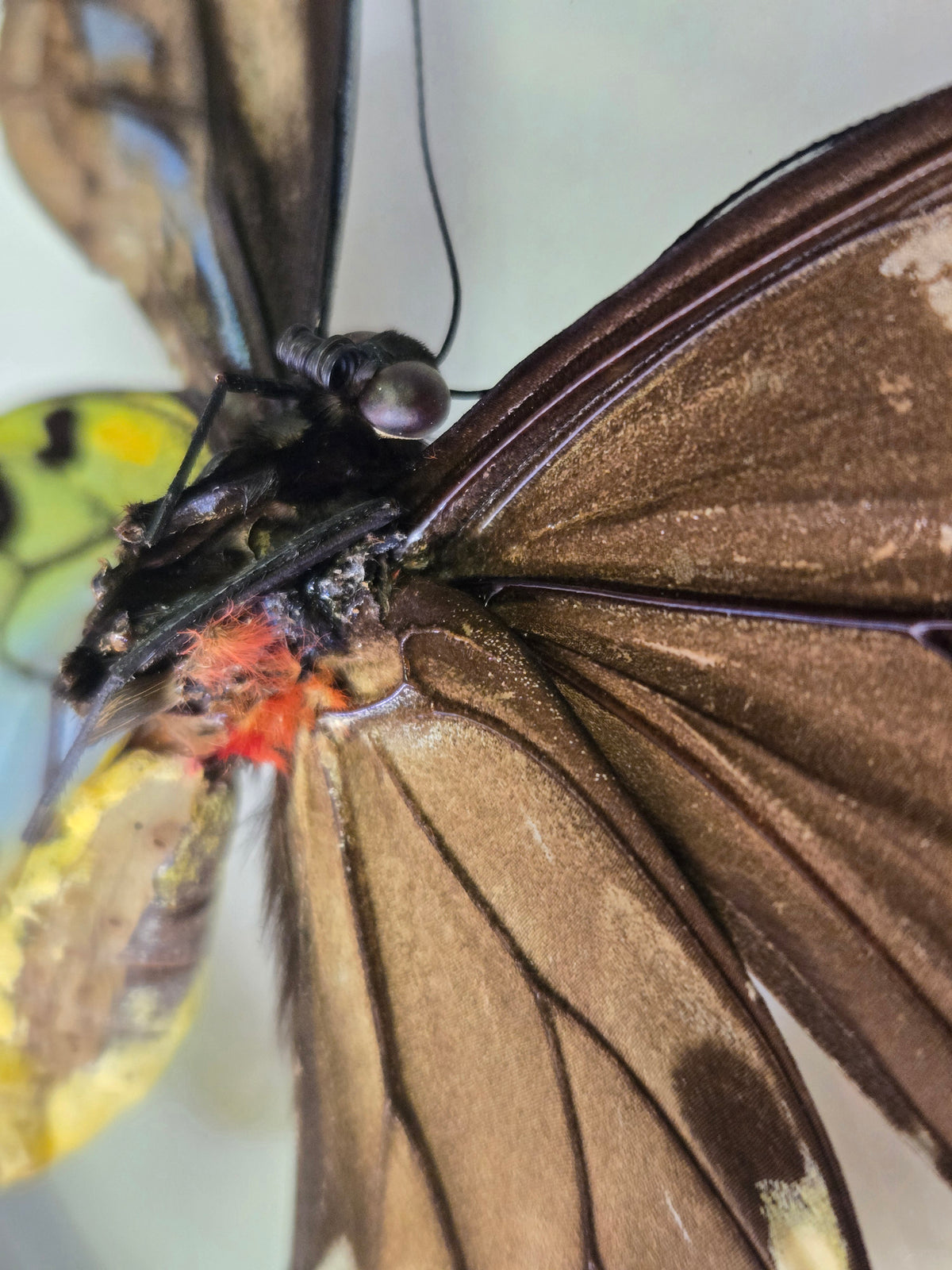Ornithoptera p. urvillianus Gynandromorph WORLD RARITY!