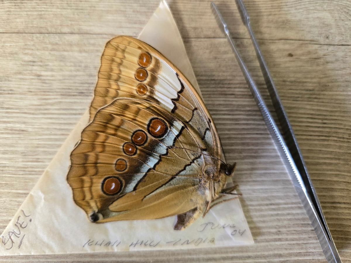 Stichophthalma camadeva, 'Northern Jungle Queen', Wings Closed