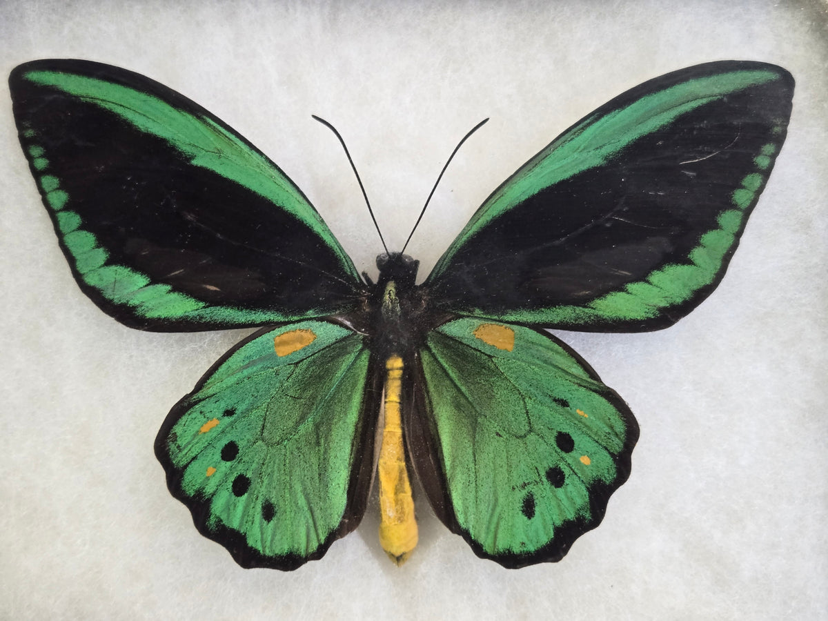 Ornithoptera priamus priamus, Birdwing PAIR