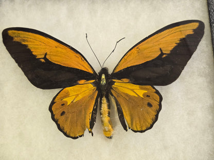 Ornithoptera croesus lydius, Golden Birdwing PAIR