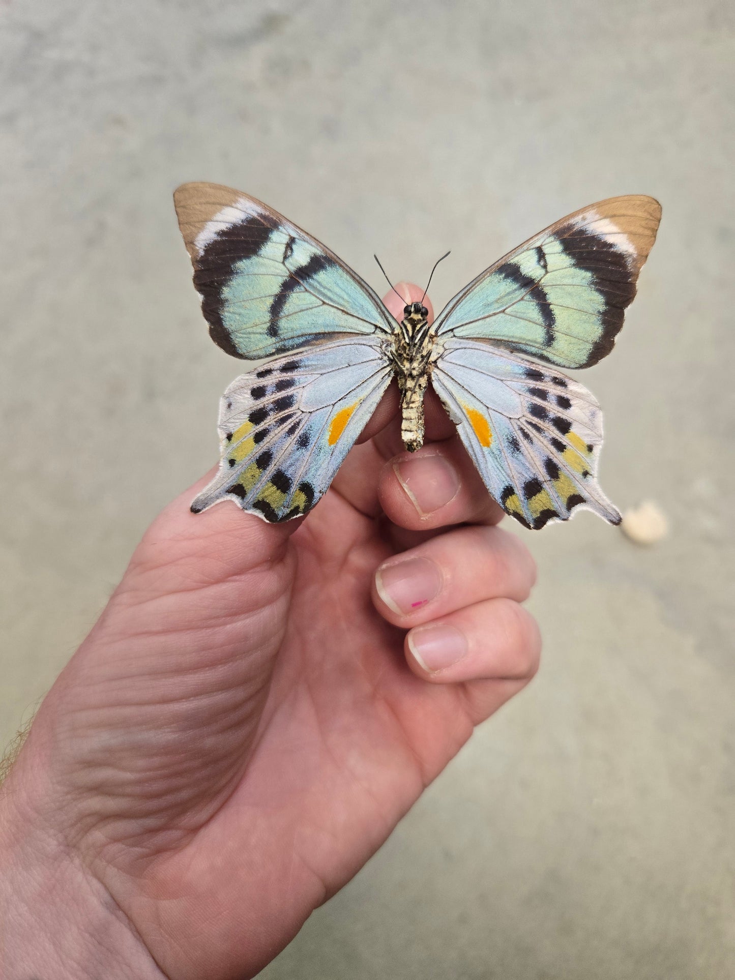 RARE! SPREAD Papilio laglaizei male Swallowtail Butterfly Lot 300