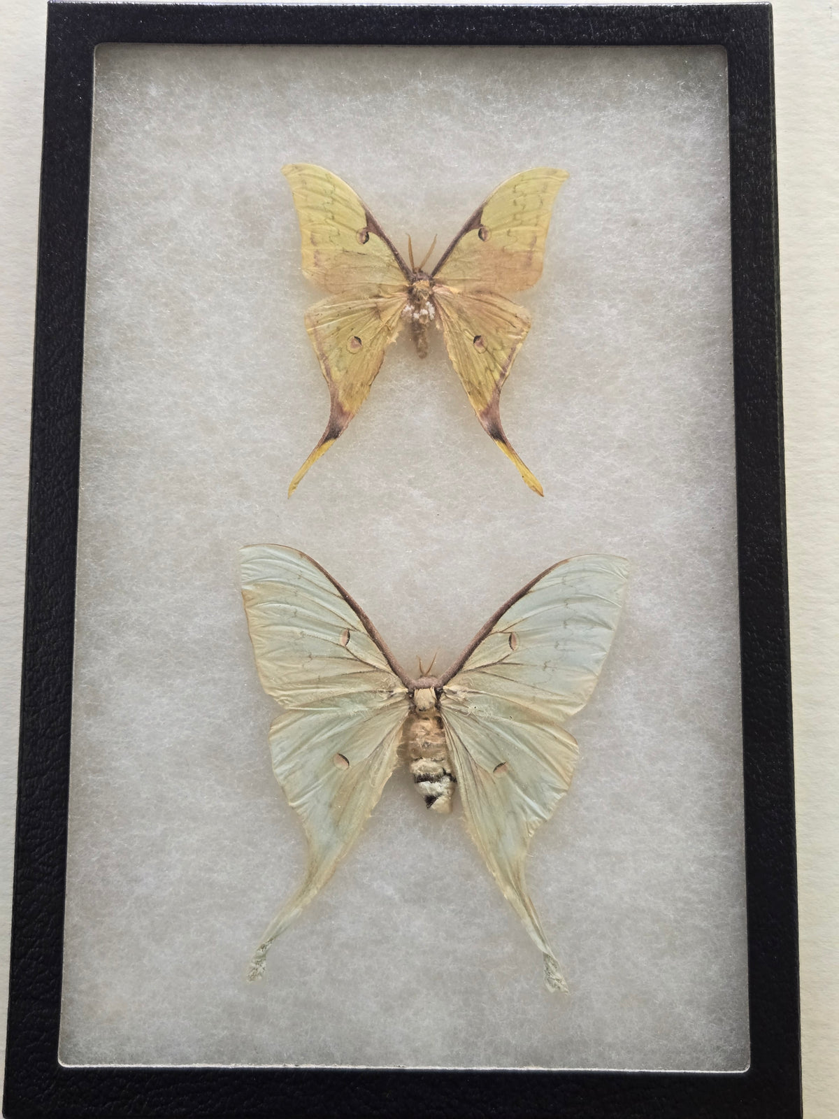 Framed Actias sinensis, Golden Moon Moth PAIR