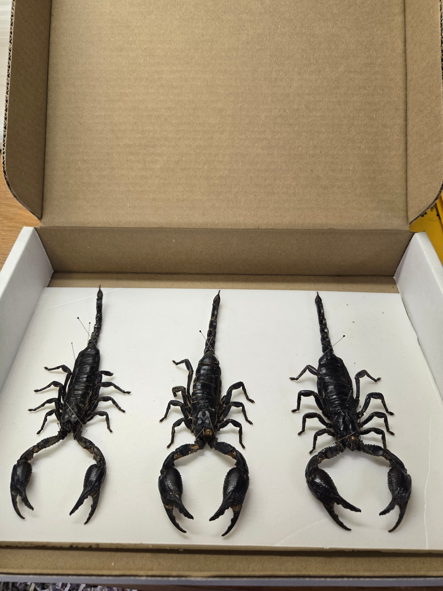 Box of Scorpions Lot 327