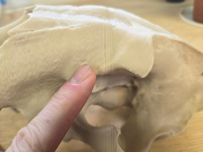 Saber-tooth Tiger Skull Exact Replica, Full Size, Smilodon fatalis MISPRINT/DAMAGE Lot 306