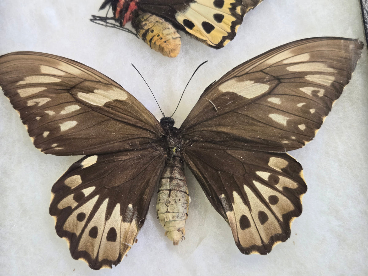 Ornithoptera priamus poseidon Set of 3 Birdwings