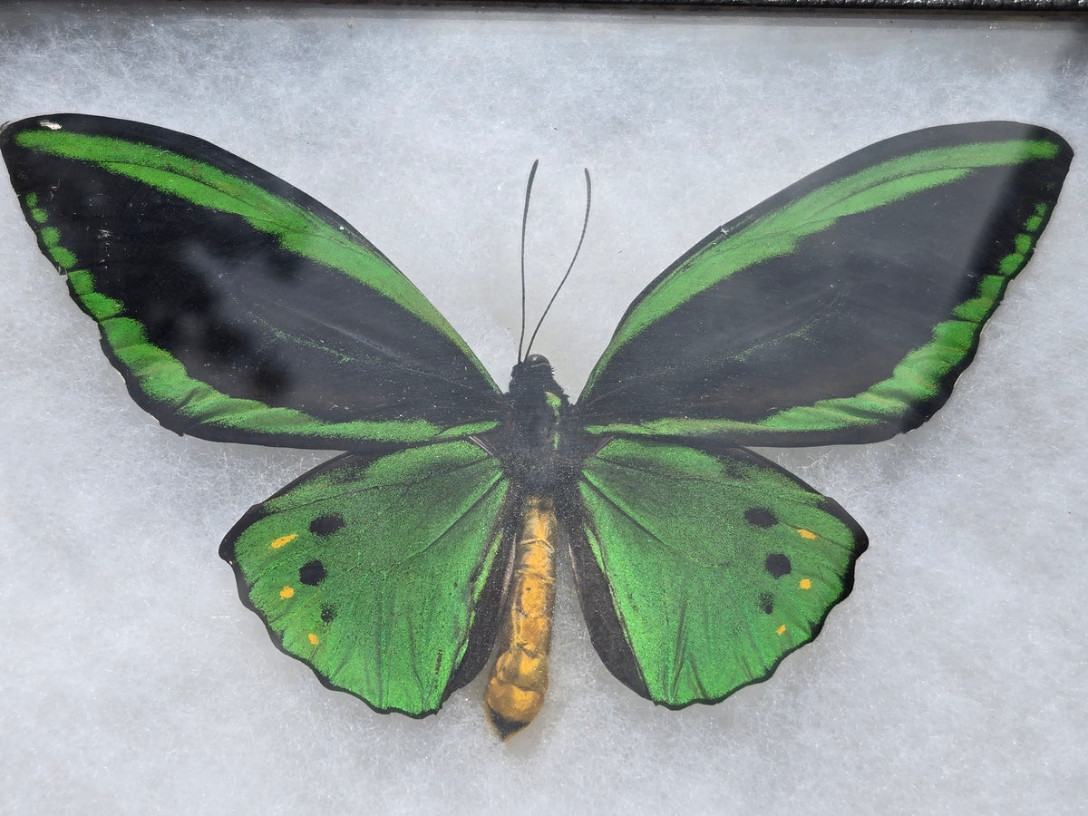 Ornithoptera priamus poseidon, Cape York Birdwing PAIR