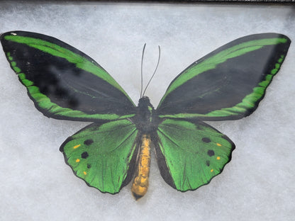 Ornithoptera priamus poseidon, Cape York Birdwing PAIR