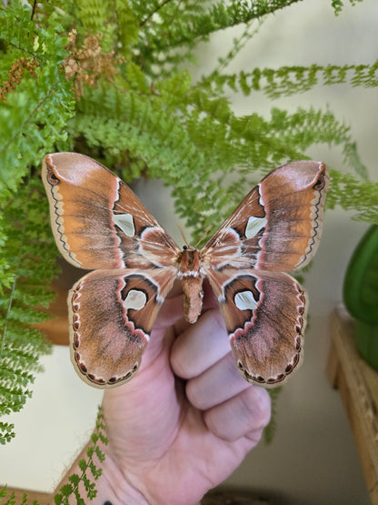 Rothschildia Orizaba Silkmoth