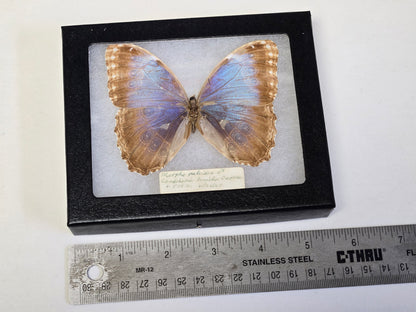 Framed Vintage Blue Morpho peleides 1967