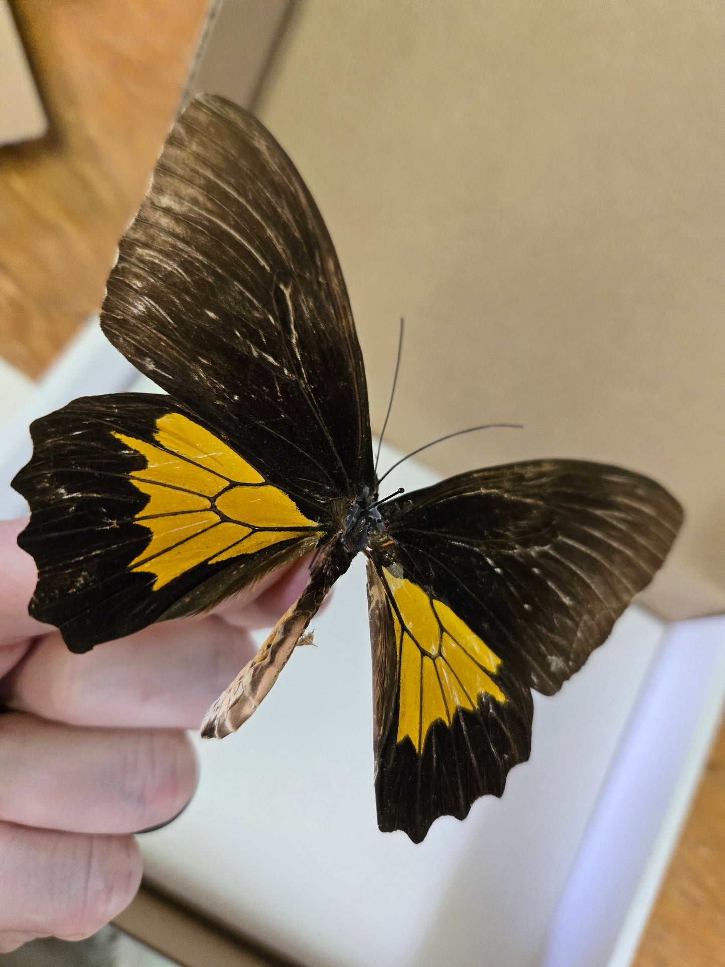 HISTORICAL RARITY! Please Read! Spread Birdwing A2 LOT 431
