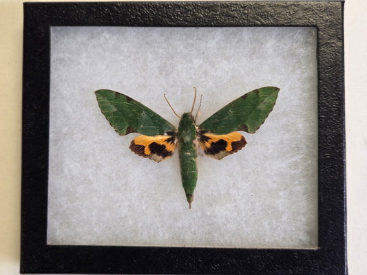Framed Euchloron megaera, 'Verdant Hawk Moth'