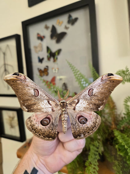 Saturnia rinaca zuleika Moth, BIG!