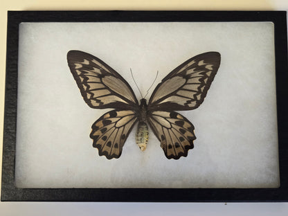 RARE Framed Ornithoptera croesus lydius Birdwing Butterfly (Wallace Golden Birdwing) Female